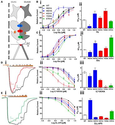 Positive Modulatory Interactions of NMDA Receptor GluN1/2B Ligand Binding Domains Attenuate Antagonists Activity